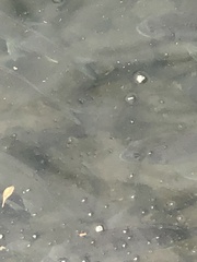 Acanthopagrus australis