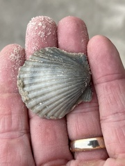 Argopecten irradians