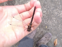 Hemicordulia armstrongi