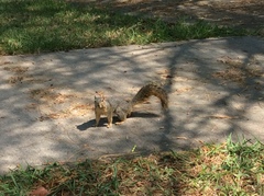 Sciurus niger