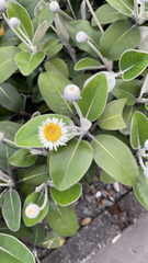 Pachystegia insignis