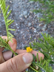 Vachellia aroma