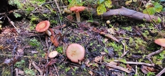 Russula bicolor
