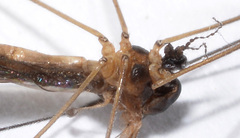 Limonia fidelis