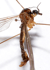Limonia fidelis