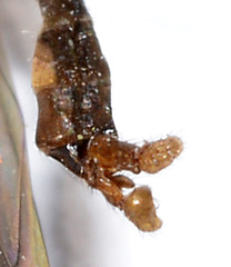 Limonia fidelis
