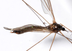 Limonia fidelis