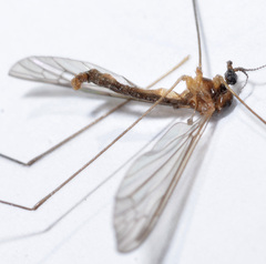 Limonia fidelis