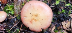 Russula bicolor
