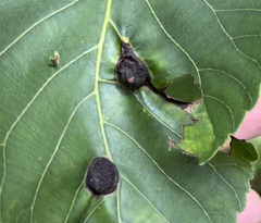 Phylloxera caryaemagna