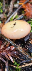 Russula bicolor