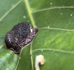 Phylloxera caryaemagna