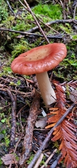Russula bicolor