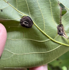 Phylloxera caryaemagna