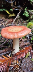 Russula bicolor