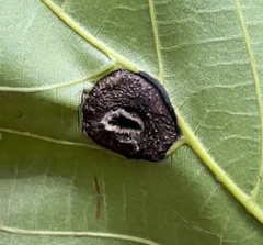 Phylloxera caryaemagna