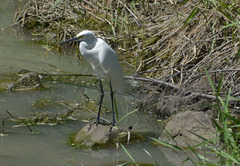 Egretta garzetta nigripes