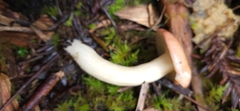 Russula bicolor