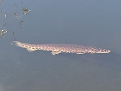 Lepisosteus platyrhincus