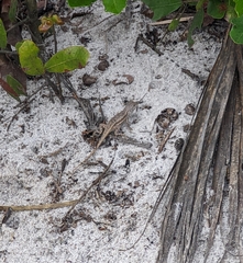 Sceloporus woodi
