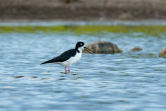 Himantopus mexicanus knudseni