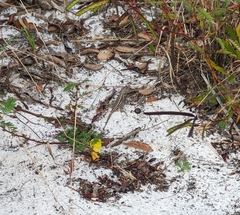 Sceloporus woodi