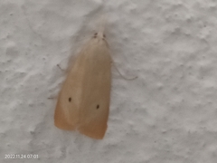 Scirpophaga