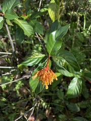 Palicourea croceoides