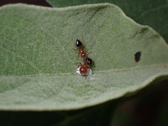 Crematogaster laeviuscula