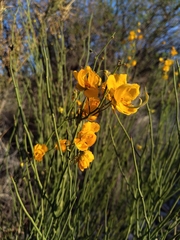 Senna aphylla