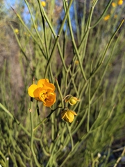 Senna aphylla