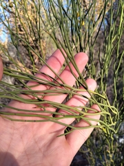 Senna aphylla