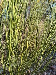 Senna aphylla