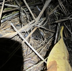 Occidozyga martensii