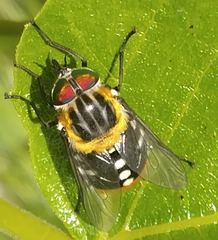 Scaptia auriflua