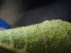 Juglans major