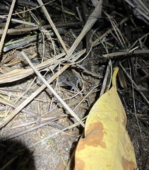 Occidozyga martensii