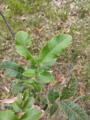 Alectryon tomentosus