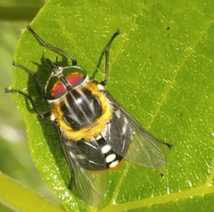 Scaptia auriflua