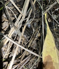 Occidozyga martensii