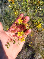 Larrea divaricata