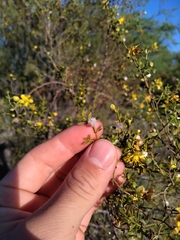 Larrea divaricata
