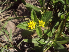 Lippia turnerifolia
