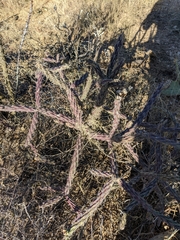Cylindropuntia