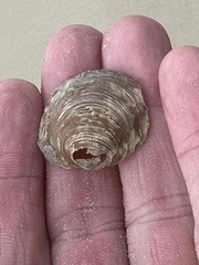 Phacoides pectinatus
