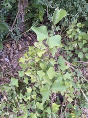 Erythrina herbacea