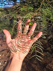 Prosopis chilensis
