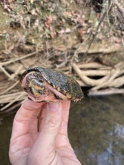 Sternotherus peltifer