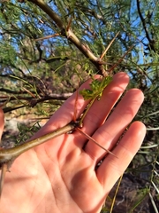 Prosopis chilensis