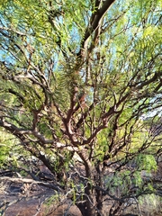 Prosopis chilensis